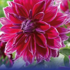 8718641970300 1 Dahlia Mero Star.jpg